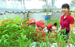 Kế hoạch giáo dục chủ đề: Thế giới thực vật, chủ đề nhánh: Vườn rau ba trồng