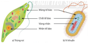 Giải Khoa học tự nhiên 6 sách Chân trời, bài 19: Cơ thể đơn bào và cơ thể đa bào