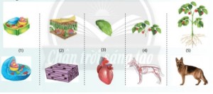 Giải Khoa học tự nhiên 6 sách Chân trời, bài 20: Các cấp độ tổ chức trong cơ thể đa bào