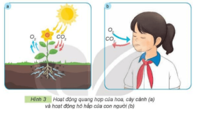 Giải Công nghệ 4 sách Kết nối, bài 1: Lợi ích của hoa, cây cảnh đối với đời sốn