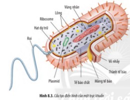 Giải Sinh học lớp 10 sách Chân trời sáng tạo, bài 8: Tế bào nhân sơ