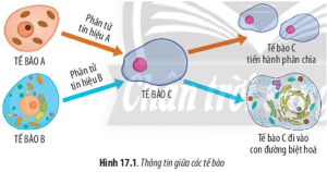 Giải Sinh học lớp 10 sách Chân trời sáng tạo, bài 17: Thông tin giữa các tế bào