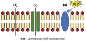 Giải Sinh học lớp 10 sách Chân trời sáng tạo: Ôn tập chương 3