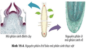 Giải Sinh học lớp 10 sách Chân trời sáng tạo, bài 19: Quá trình phân bào