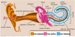 Giải Khoa học tự nhiên 8 sách Kết nối tri thức, bài 37: Hệ thần kinh và các giác quan ở người