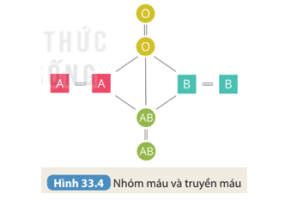 Giải Khoa học tự nhiên 8 sách Kết nối tri thức, bài 33: Máu và hệ tuần hoàn của cơ thể người