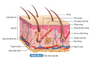 Giải Khoa học tự nhiên 8 sách Kết nối tri thức, bài 39: Da và điều hòa thân