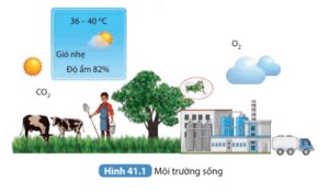 Giải Khoa học tự nhiên 8 sách Kết nối tri thức, bài 41: Môi trường và các nhân tố sinh thái