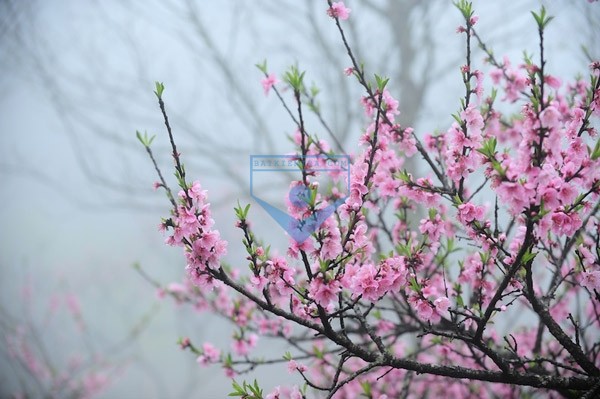Tháng hai, tương tư hoa đào
