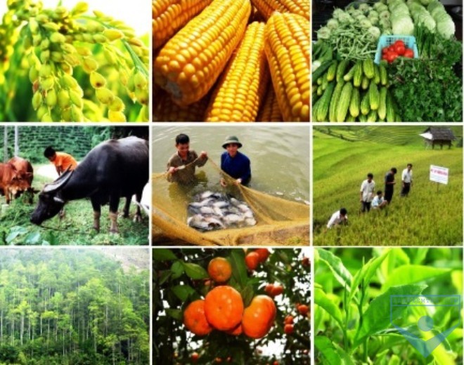 Địa lí 12, Bài 24: Vấn đề phát triển thuỷ sản và lâm nghiệp