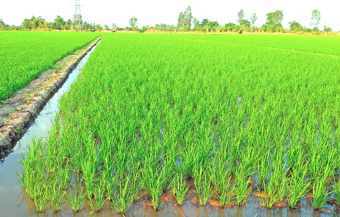Quy trình sản xuất cây lúa nước