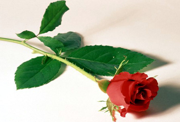 Người ta thường than rằng bông hồng có nhiều gai nhưng trong gai lại có bông hồng